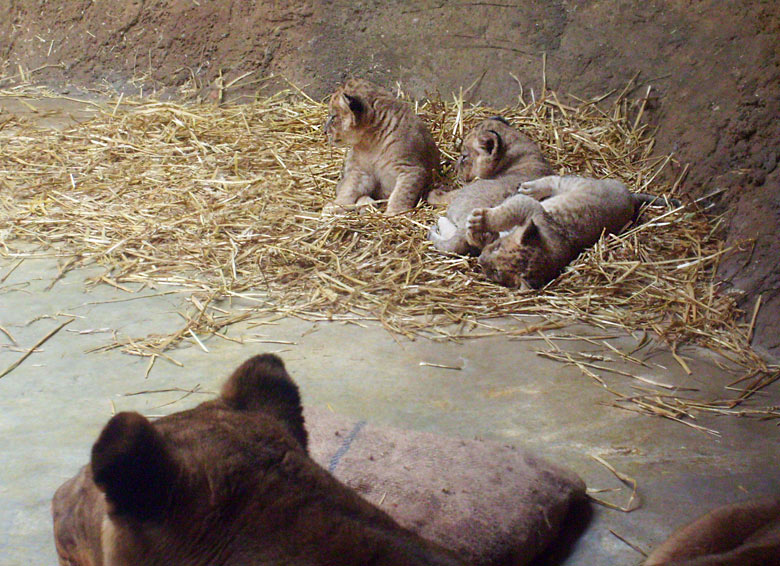 Löwin Kisangani mit Löwennachwuchs im Wuppertaler Zoo Anfang April 2009