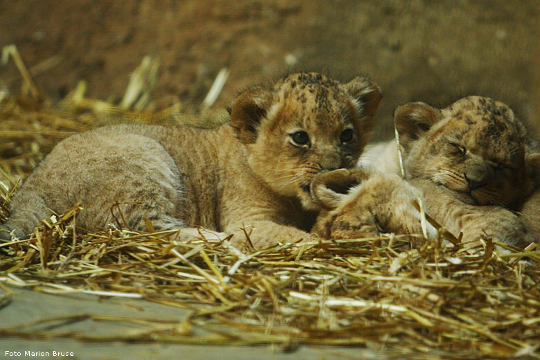 Vier Löwenbabys mit der Löwenmutter Kisangani im Zoologischen Garten Wuppertal im April 2009 (Foto Marion Bruse)