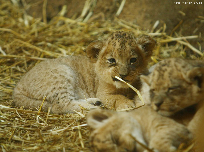 Vier Löwenbabys mit der Löwenmutter Kisangani im Wuppertaler Zoo im April 2009 (Foto Marion Bruse)