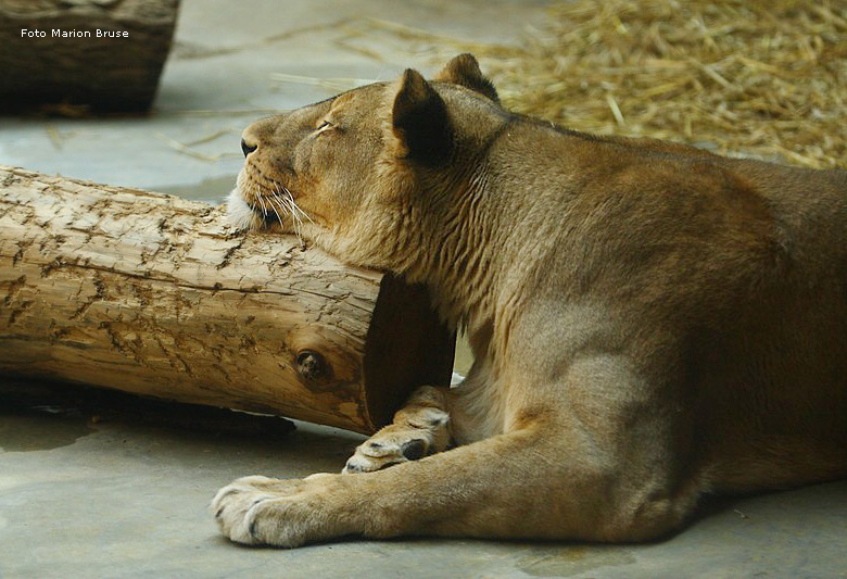 Löwenbabys im Wuppertaler Zoo im April 2009 (Foto Marion Bruse)