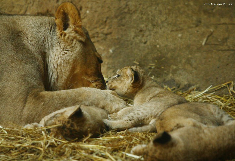 Löwenbabys im Zoo Wuppertal im April 2009 (Foto Marion Bruse)