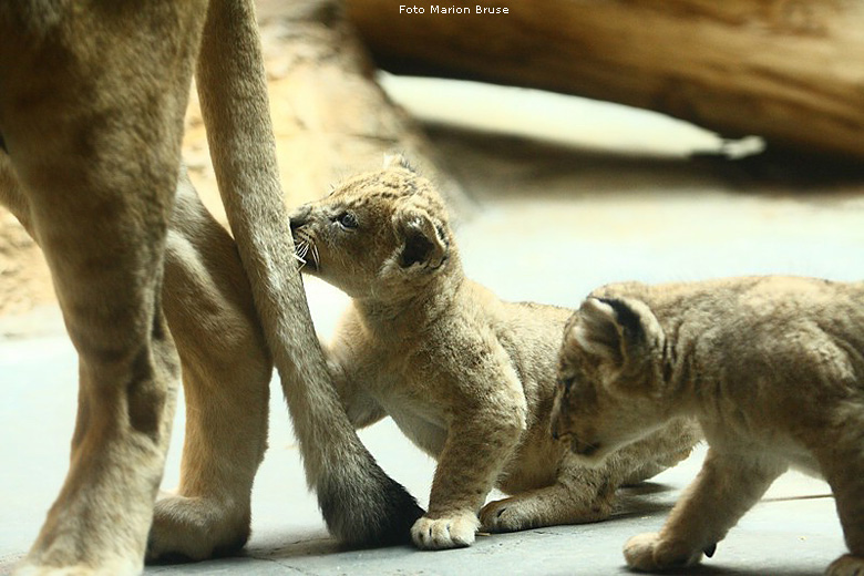 Löwenbabys im Zoologischen Garten Wuppertal im April 2009 (Foto Marion Bruse)