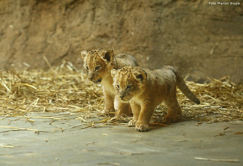 Löwenbabys im Wuppertaler Zoo im April 2009 (Foto Marion Bruse)