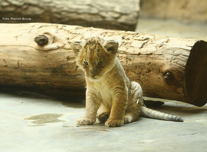 Löwenbabys im Zoo Wuppertal im April 2009 (Foto Marion Bruse)