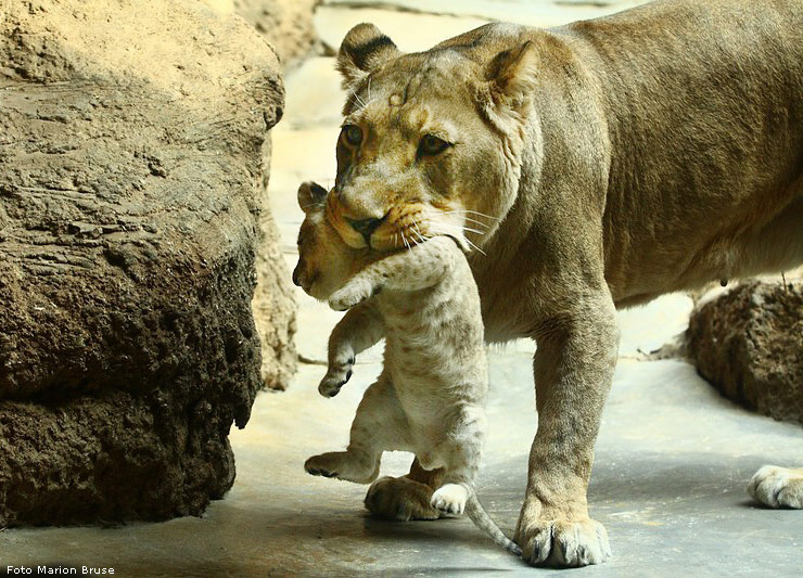 Löwenbabys im Wuppertaler Zoo im April 2009 (Foto Marion Bruse)