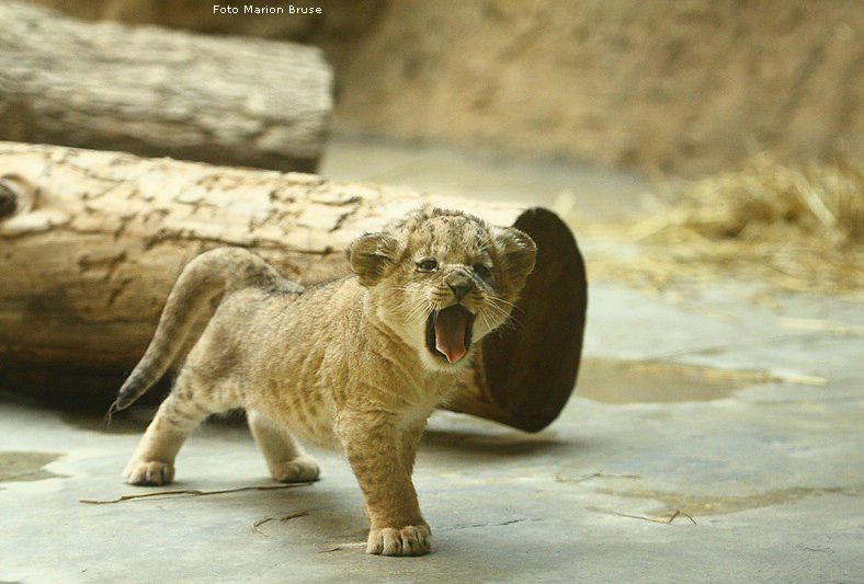 Löwenbabys im Zoologischen Garten Wuppertal im April 2009 (Foto Marion Bruse)