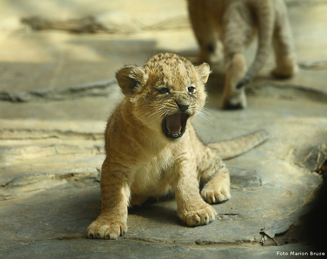 Löwenbabys im Zoo Wuppertal im April 2009 (Foto Marion Bruse)