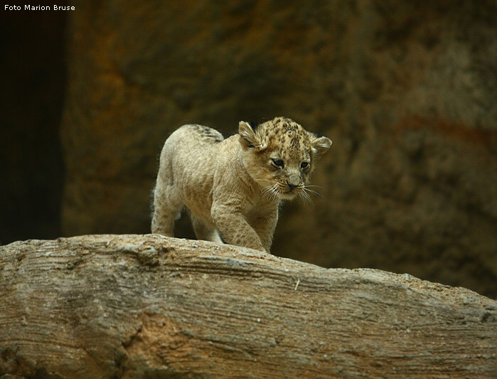 Löwenbabys im Zoologischen Garten Wuppertal im April 2009 (Foto Marion Bruse)