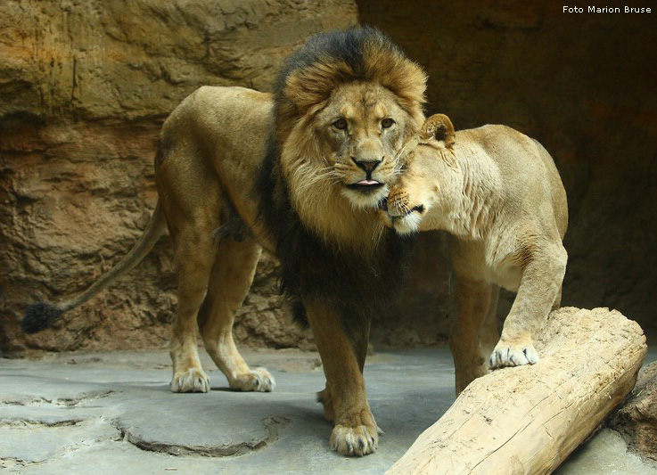 Löwenbabys im Zoo Wuppertal im April 2009 (Foto Marion Bruse)