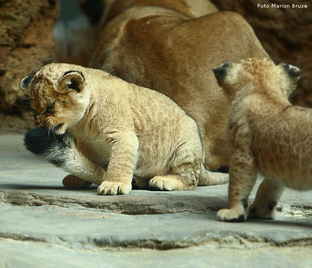 Löwenbabys im Zoologischen Garten Wuppertal im April 2009 (Foto Marion Bruse)