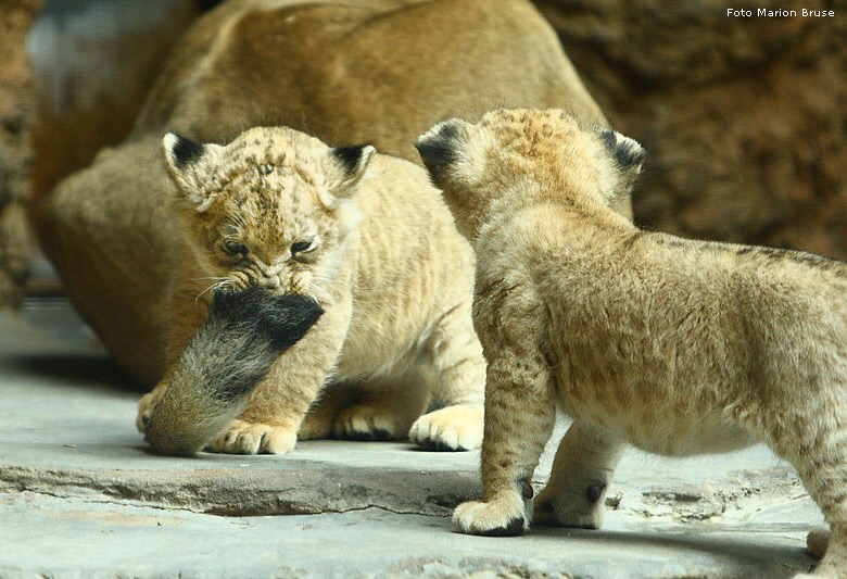 Löwenbabys im Wuppertaler Zoo im April 2009 (Foto Marion Bruse)