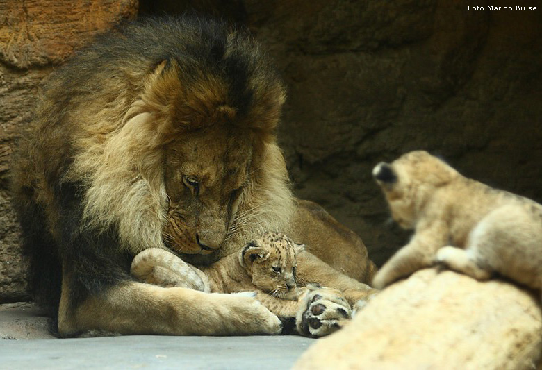 Löwenbabys im Zoo Wuppertal im April 2009 (Foto Marion Bruse)