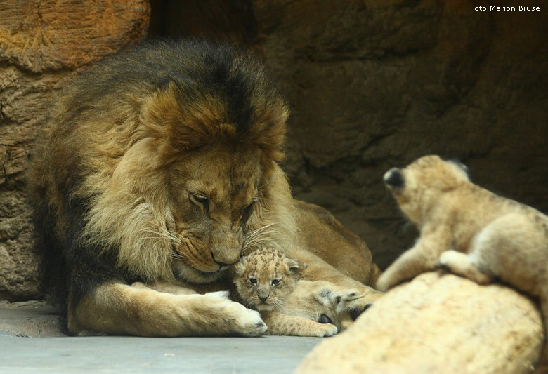 Löwenbabys im Zoologischen Garten Wuppertal im April 2009 (Foto Marion Bruse)