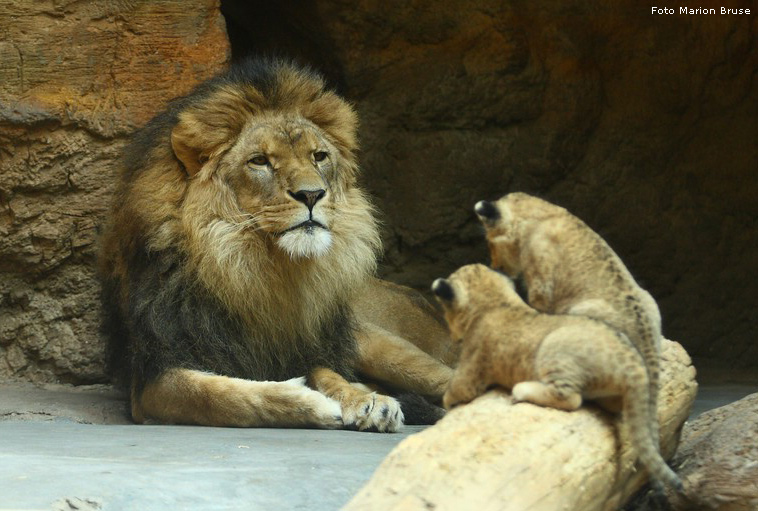 Löwenbabys im Zoo Wuppertal im April 2009 (Foto Marion Bruse)