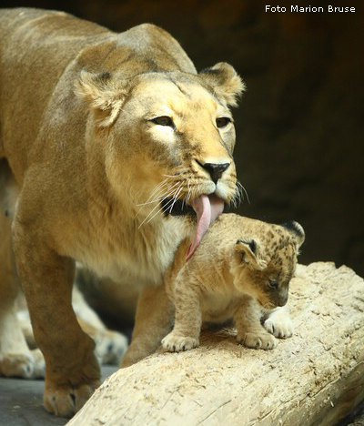 Löwenbabys im Zoologischen Garten Wuppertal im April 2009 (Foto Marion Bruse)