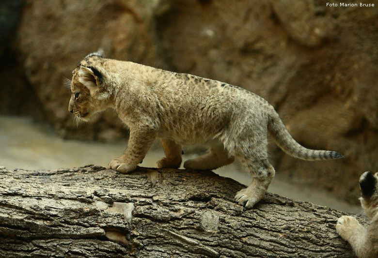 Löwenbabys im Zoologischen Garten Wuppertal im April 2009 (Foto Marion Bruse)