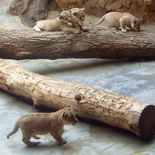 Vier Löwenbabys im Wuppertaler Zoo im April 2009