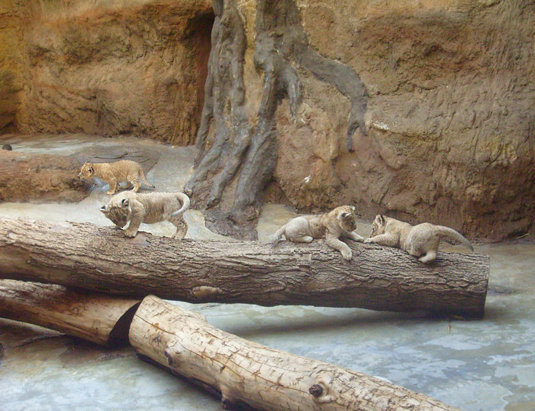 Vier Löwenbabys im Zoologischen Garten Wuppertal im April 2009