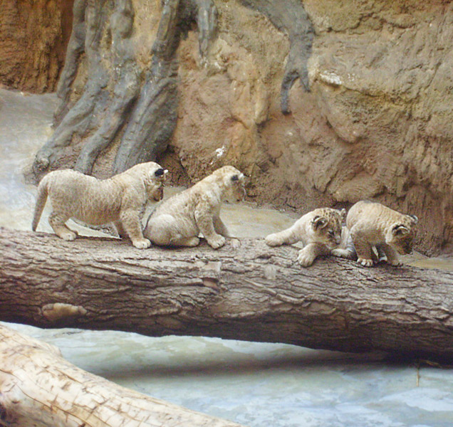 Vier Löwenbabys im Wuppertaler Zoo im April 2009