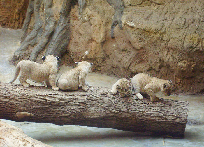 Vier Löwenbabys im Zoo Wuppertal im April 2009