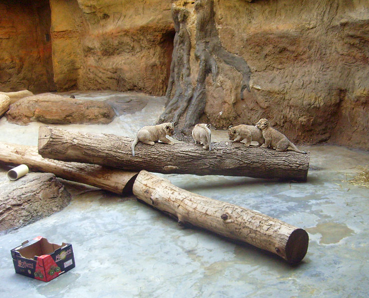 Vier Löwenbabys im Zoo Wuppertal im April 2009