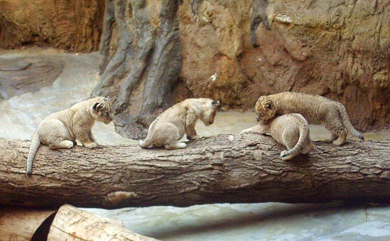 Vier Löwenbabys im Zoologischen Garten Wuppertal im April 2009