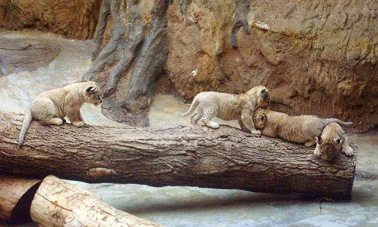 Vier Löwenbabys im Zoo Wuppertal im April 2009