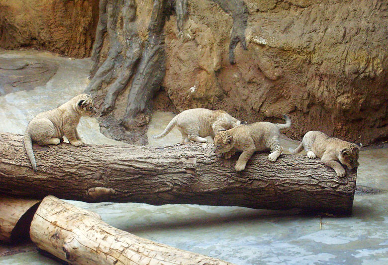 Vier Löwenbabys im Wuppertaler Zoo im April 2009