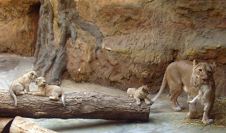 Vier Löwenbabys mit der Löwenmutter Kisangani im Zoologischen Garten Wuppertal im April 2009