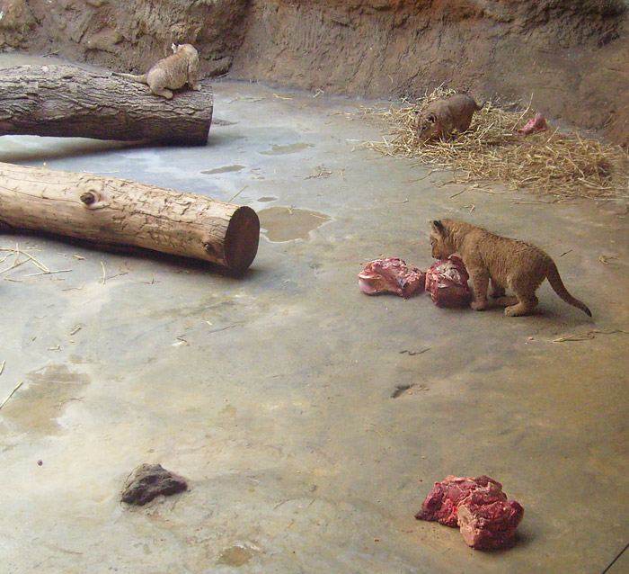 Das Löwenbaby schnupperte neugierig an den Fleischbrocken im Zoologischen Garten Wuppertal im April 2009