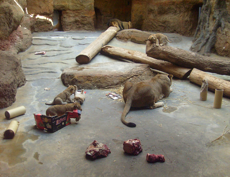 Die Löweneltern fraßen Fleisch während die Jungtiere im Wuppertaler Zoo im April 2009 spielten