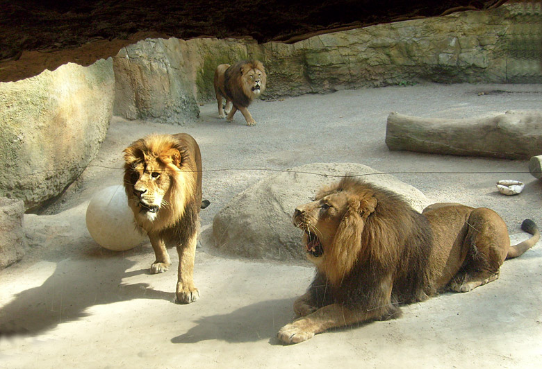 Löwen im Wuppertaler Zoo am 2. Mai 2010
