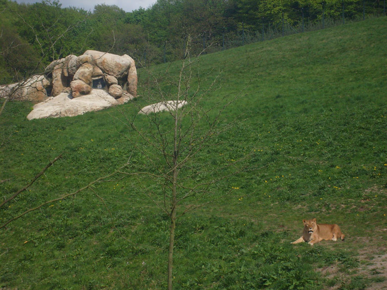 Löwin im Zoo Wuppertal am 2. Mai 2010