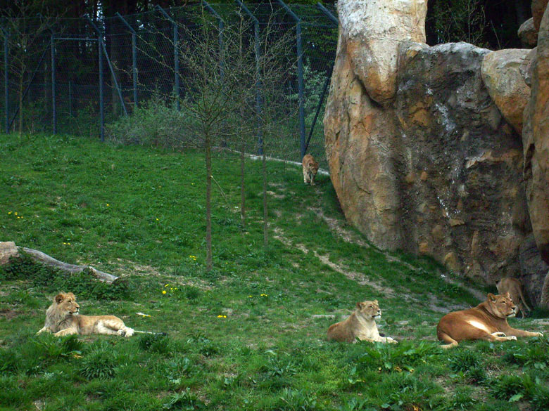 Löwen im Zoologischen Garten Wuppertal am 2. Mai 2010