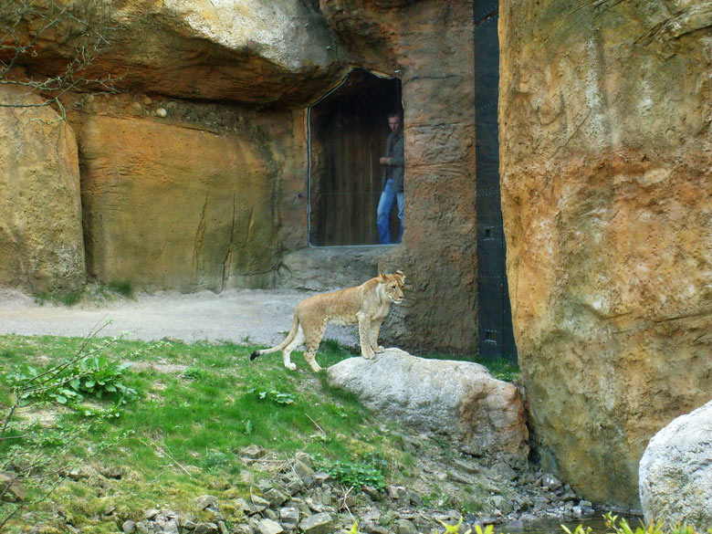 Junge Löwin im Zoo Wuppertal am 2. Mai 2010
