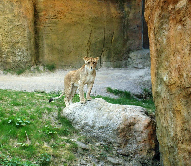 Junge Löwin im Zoologischen Garten Wuppertal am 2. Mai 2010