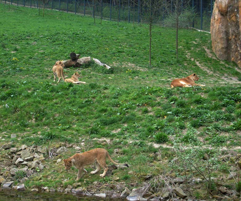 Löwen im Wuppertaler Zoo am 2. Mai 2010