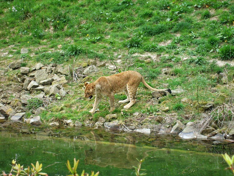 Löwin im Zoo Wuppertal am 2. Mai 2010