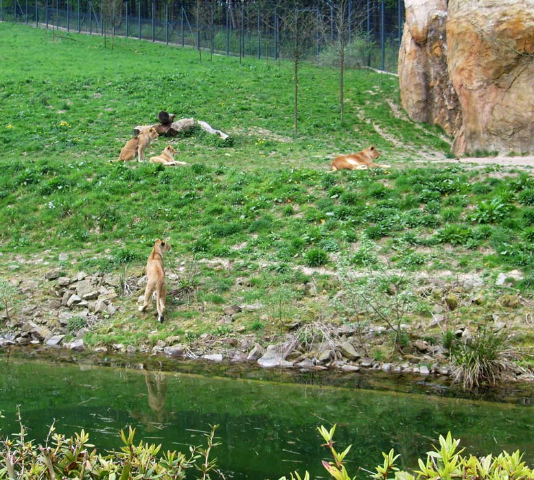 Löwen im Zoologischen Garten Wuppertal am 2. Mai 2010