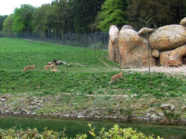 Löwen im Wuppertaler Zoo am 2. Mai 2010