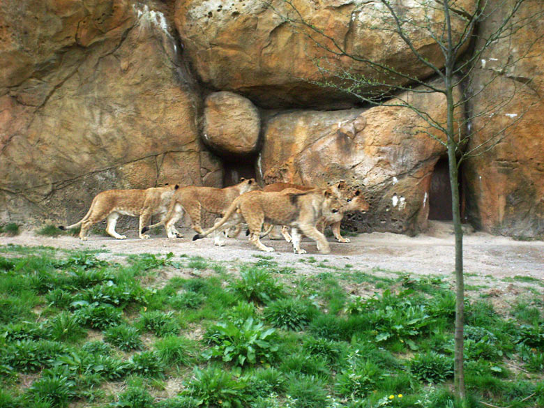 Löwen im Zoo Wuppertal am 2. Mai 2010