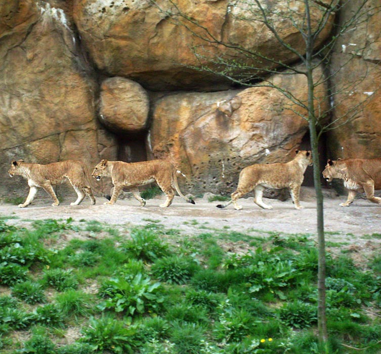 Löwen im Zoologischen Garten Wuppertal am 2. Mai 2010