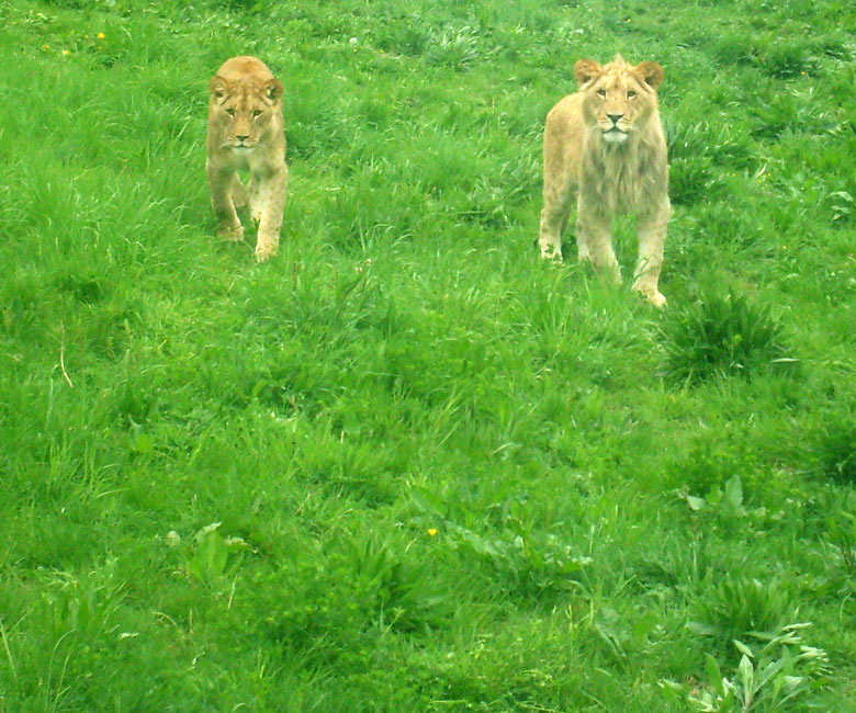 Löwen im Zoologischen Garten Wuppertal am 8. Mai 2010