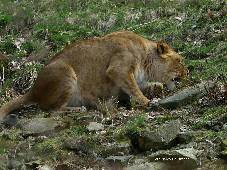 Löwin im Zoo Wuppertal am 30. März 2010 (Foto Heiko Hausmann)