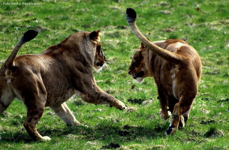 Die Löwinnen "Maisha" und "Malaika" im Zoologischen Garten Wuppertal am 30. März 2010 (Foto Heiko Hausmann)