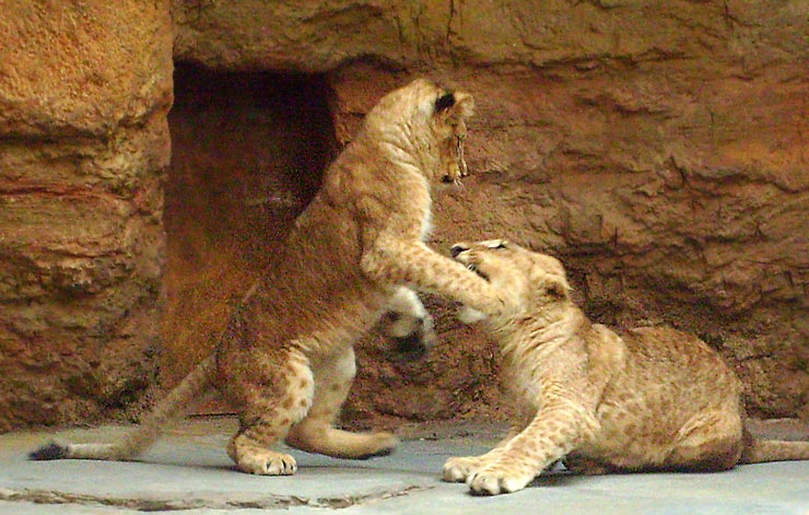 Spielende junge Löwen im Zoologischen Garten Wuppertal im April 2008