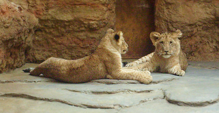 Junge Löwen im Wuppertaler Zoo im April 2008