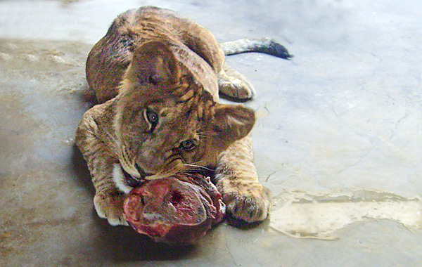 Fleischfressender Junglöwe im Wuppertaler Zoo im April 2008