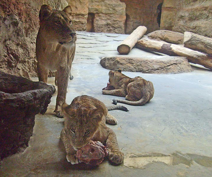 Fleischfressende Junglöwen mit ihrer Mutter im Zoo Wuppertal im April 2008