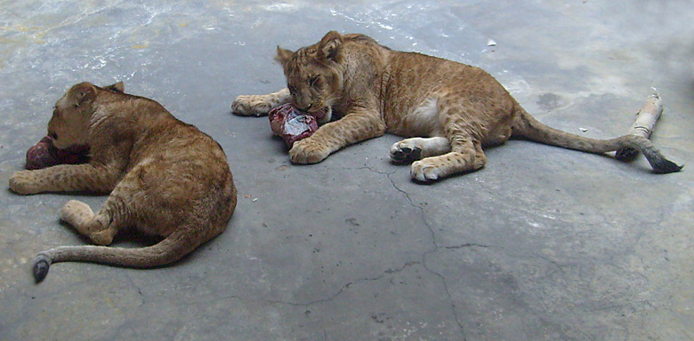 Zwei fleischfressende Junglöwen im Zoologischen Garten Wuppertal im April 2008